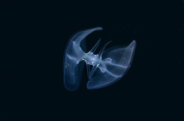 Warty Comb Jelly or Sea Walnut (Mnemiopsis leidyi)