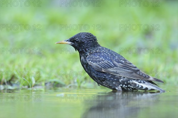 Starling (Sturnus vulgaris) washing itself