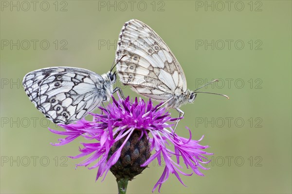 Two Marbled White Butterflies (Melanargia galathea) on Brownray Knapweed (Centaurea jacea)