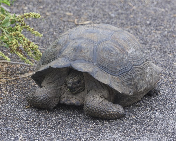 Galapagos Giant Tortoise