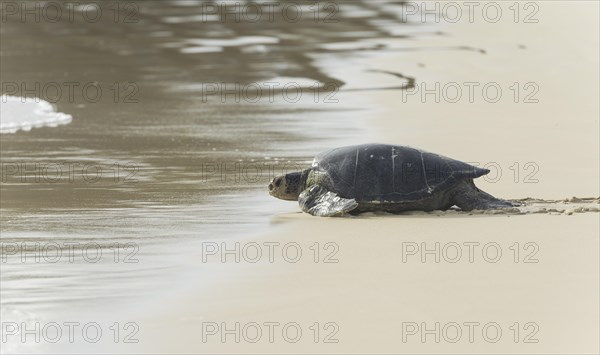 Green Sea Turtle or Pacific Green Turtle (Chelonia mydas japonica) on the way to the sea