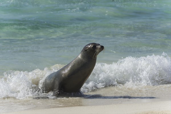 Galapagos Sea Lion (Zalophus wollebaeki) on the beach