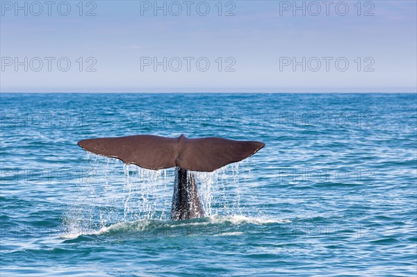 Fluke of a Sperm Whale (Physeter macrocephalus) while diving