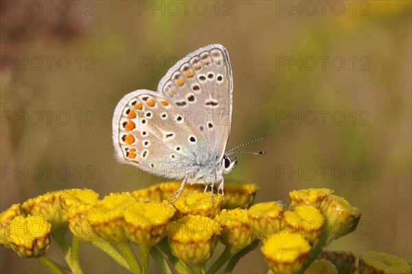 Common Blue (Polyommatus icarus) perched on a tansy