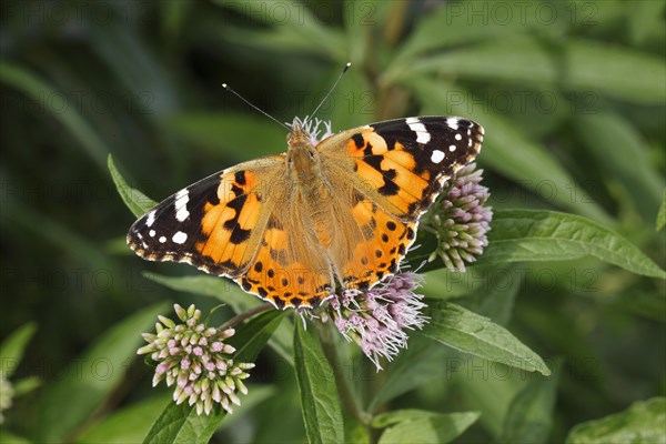 Painted Lady (Vanessa cardui