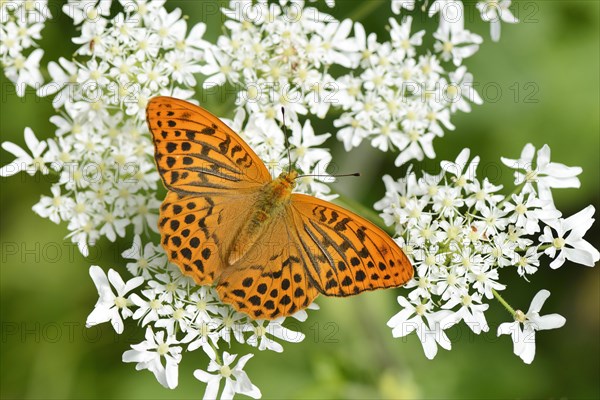 Silver-washed Fritillary (Argynnis paphia) perched on a Chervil plant (Anthriscus)