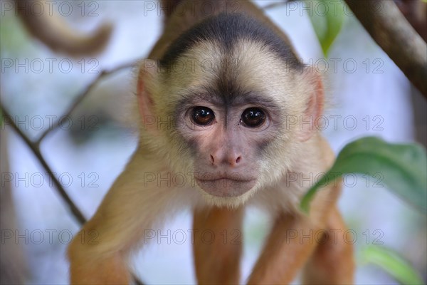 White-fronted Capuchin (Cebus albifrons)