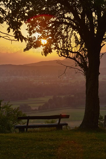 Bench under a tree