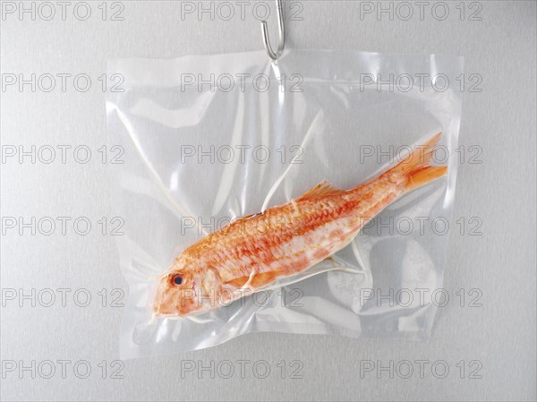 Fish in a vacuum bag