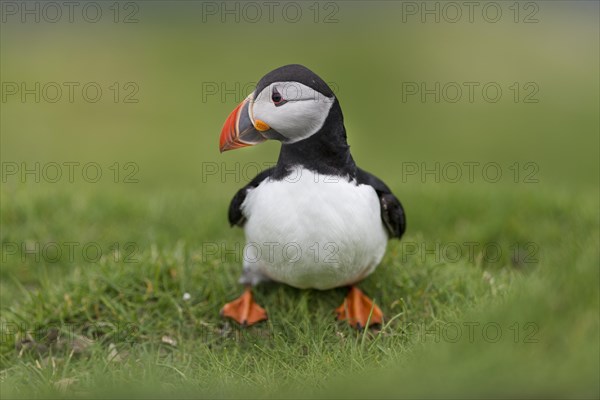 Puffin (Fratercula arctica)