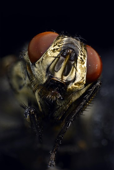 Compound eyes