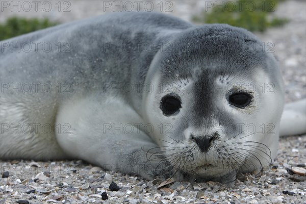 Harbour Seal (Phoca vitulina)