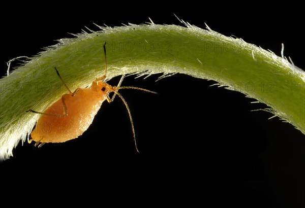 Aphid (Aphidoidea)