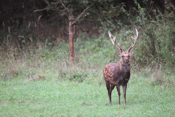 Sika Deer (Cervus nippon)