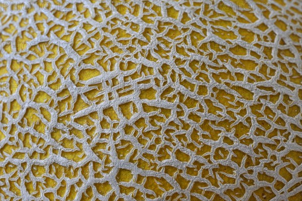 Skin of a cantaloupe (Cucumis melo var cantalupensis)