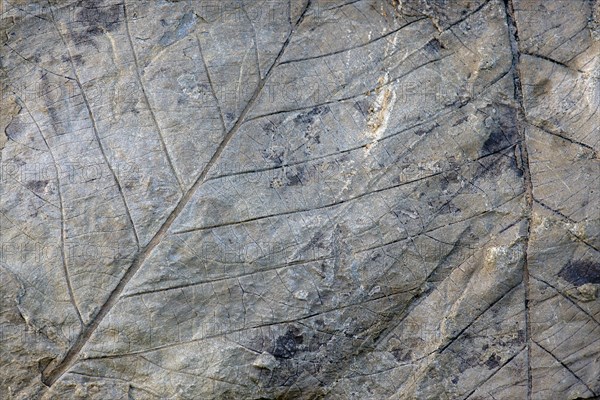 Fossils of deciduous leaves