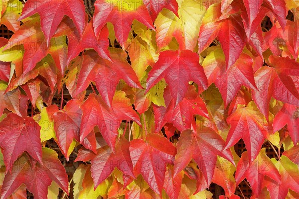 Boston ivy (Parthenocissus tricuspidata)