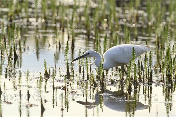 Little egret (Egretta garzetta) searching for food between Horsetail (Equisetum)