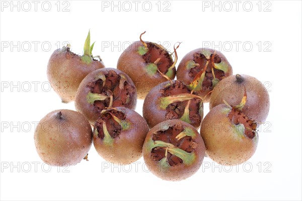 Common Medlar (Mespilus germanica)