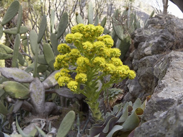 Canary Golden Mountain Rose (Greenovia aurea)