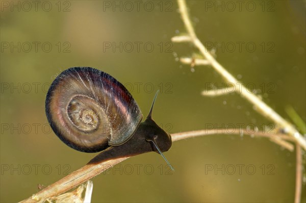 Freshwater Great Ramshorn Snail (Planorbarius corneus) under water