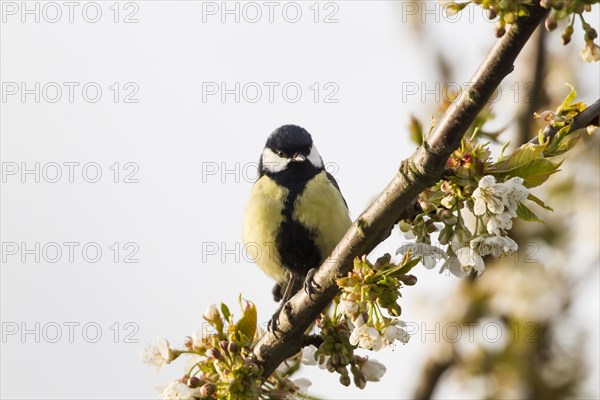 Great Tit (Parus major)