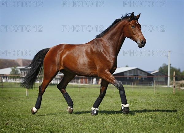 Holsteiner horse