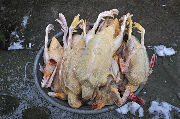 Slaughtered and plucked ducks lying in a tub