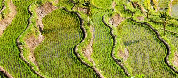 Rice fields