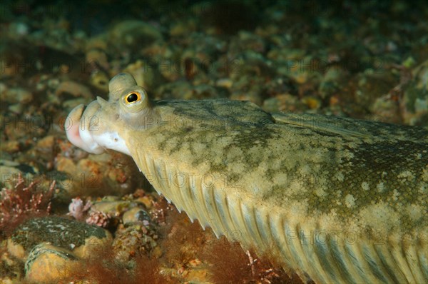 Japanese flounder (Pleuronectes japonicus)