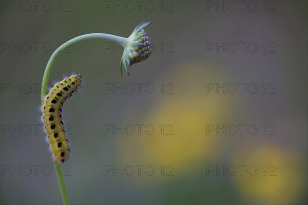 Caterpillar of a Six-spot Burnet Moth (Zygaena Filipendulae)