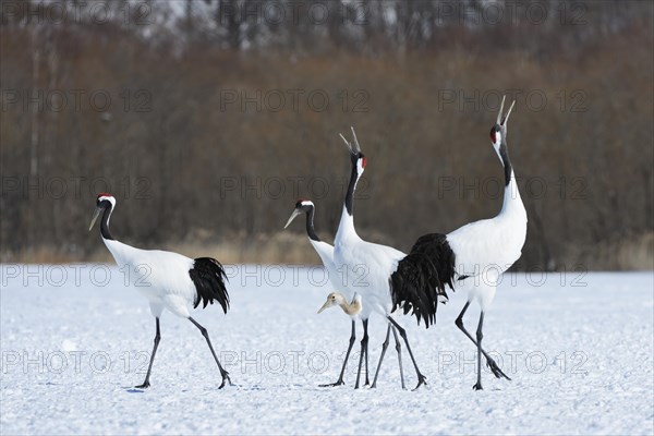 Red-crowned Cranes