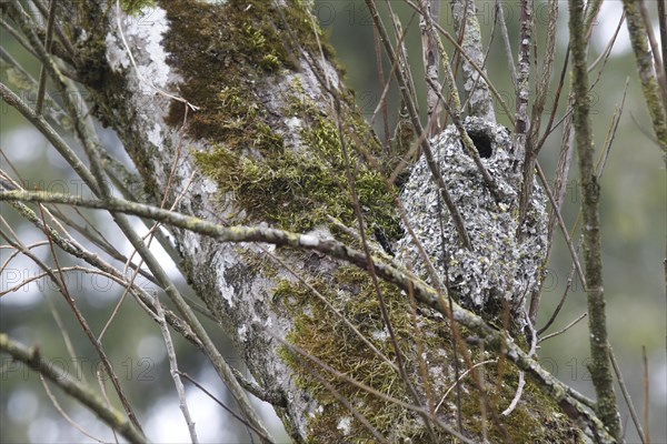 Nest of the Long-tailed Tit or Long-tailed Bushtit (Aegithalos caudatus)
