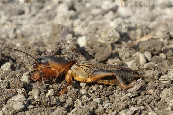 European Mole Cricket (Gryllotalpa gryllotalpa)