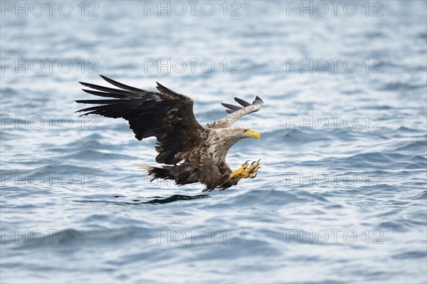 White-tailed Eagle or Sea Eagle (Haliaeetus albicilla) about to grab for a fish