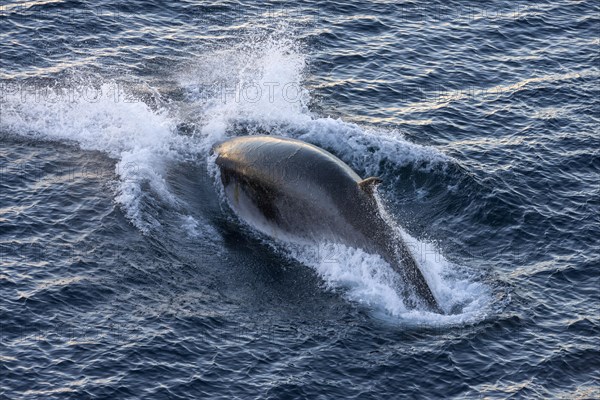 Antarctic Minke Whale (Balaenoptera bonaerensis)