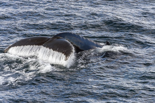 Fluke and fin of a Humpback Whale (Megaptera novaeangliae)