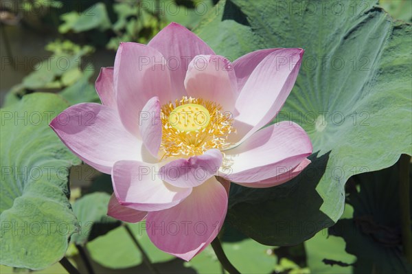 Lotus or Indian Lotus (Nelumbo nucifera)