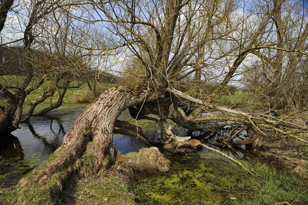 Old willow trees (Salix) at a dead ice kettle hole