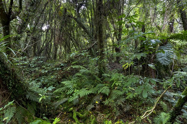 New Zealand jungle with Silver Ferns (Cyathea dealbata)