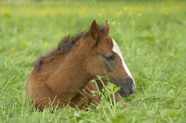 Connemara pony foal