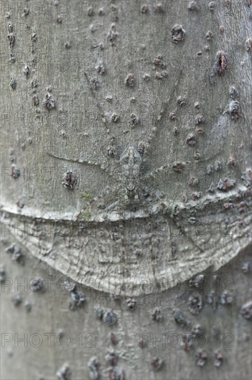 Nursery web spider (Pisauridae spec.) sitting perfectly camouflaged on a tree trunk