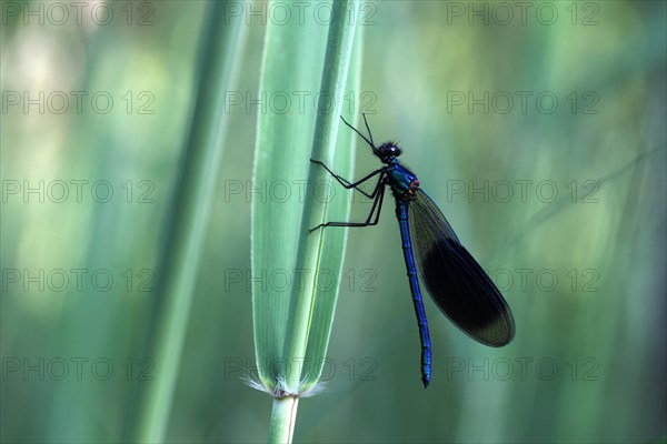 Banded Demoiselle (Calopteryx splendens)