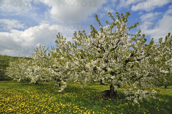 Blossoming Cherry Trees (Prunus avium) on a meadow of Dandelions (Taraxacum sect. Ruderalia)
