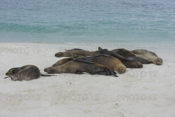 Sleeping Galapagos Sea Lions (Zalophus wollebaeki)