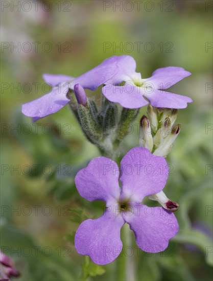 Three-horned Stock (Matthiola tricuspidata)