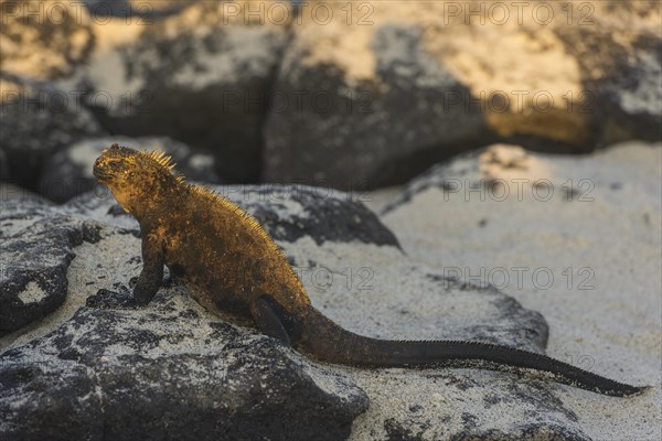 Marine Iguana (Amblyrhynchus cristatus)