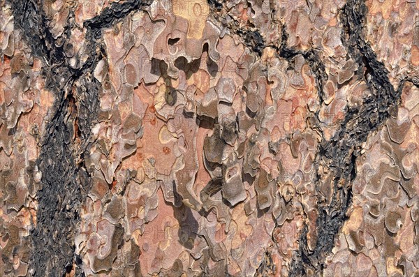 Bark of the Ponderosa Pine (Pinus ponderosa)