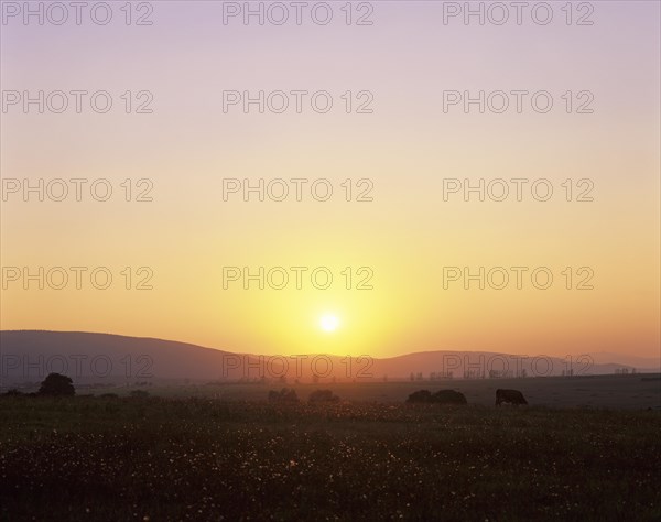 Sunset over a meadow landscape