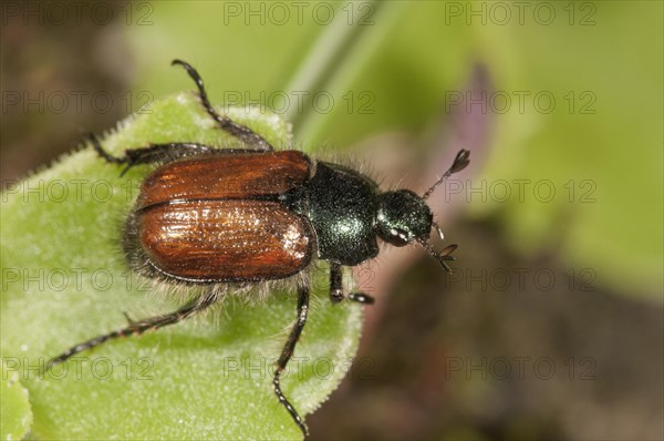 Garden Foliage Beetle or Common Cockchafer (Phyllopertha horticola)